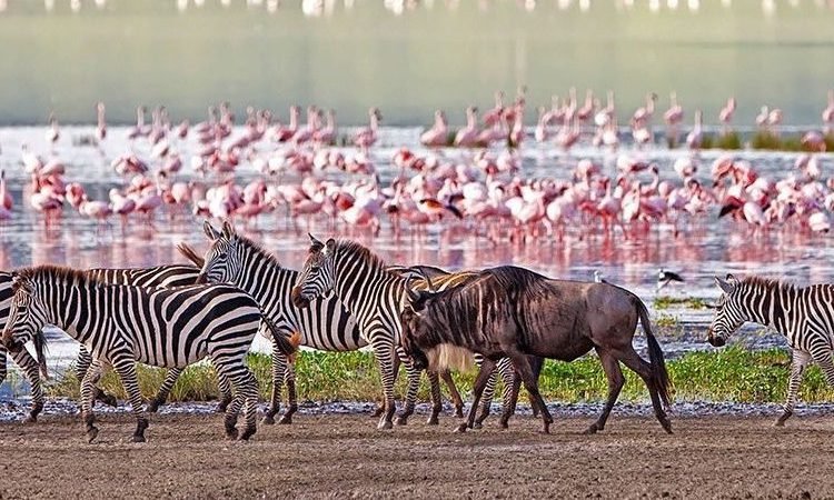 2-Days-Lake-Manyara-Ngorongoro-Crater-Safari-750×700-1-750×450