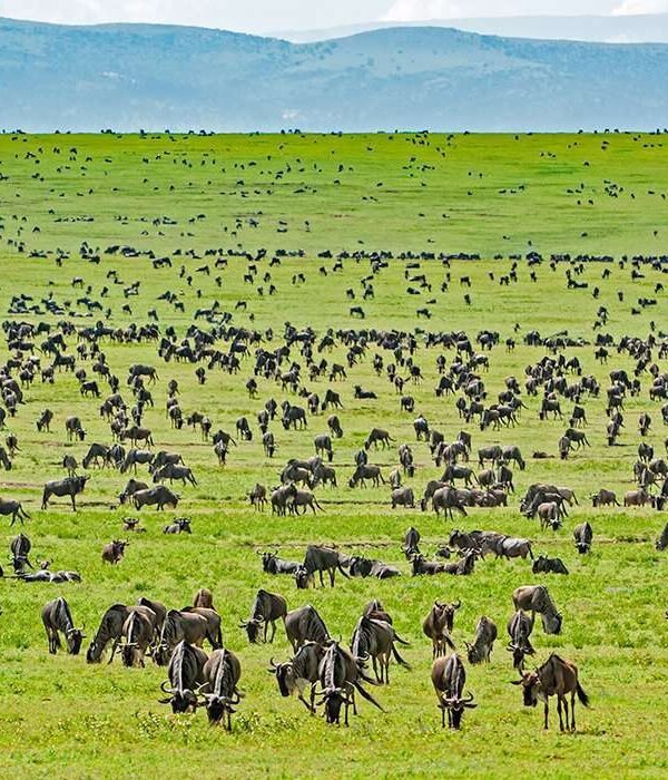 Serengeti-National-Park-Africa-Kenya-Safaris2 1