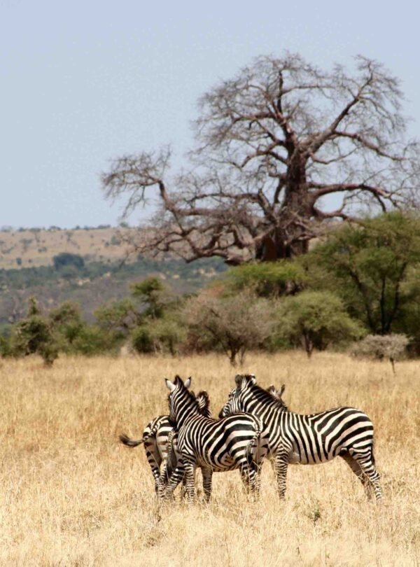 Tarangire-National-Park-1