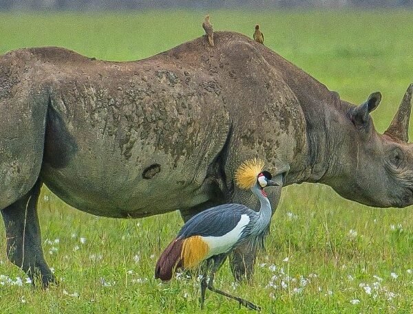 The-big-five-animals-in-the-Ngorongoro-Crater