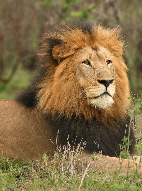 big-maned-lion-Ruaha