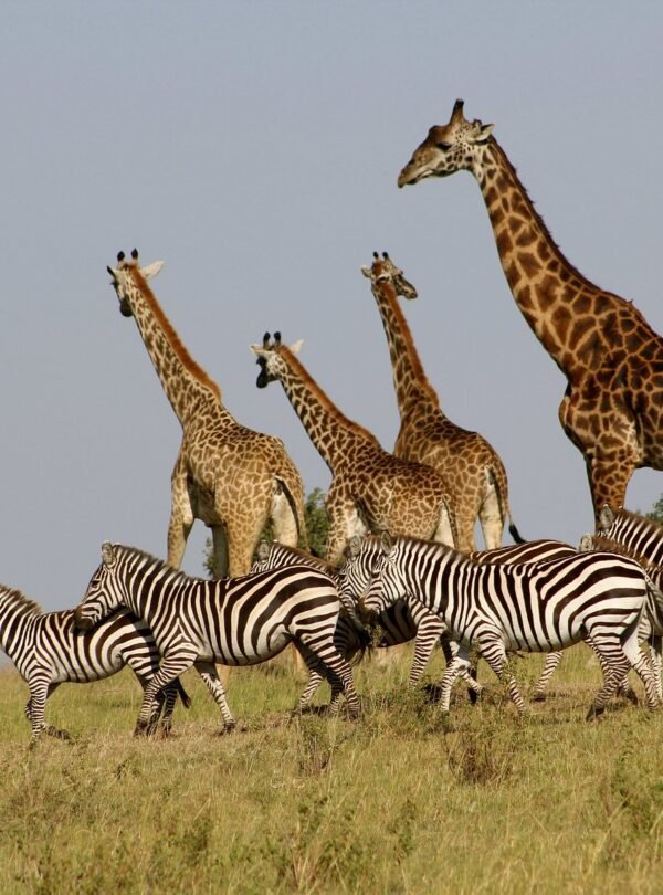 zebras-and-giraffe-grazing